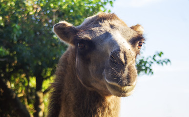 Obraz premium Camel close-up, portrait. Looking at the viewer with bokeh, blurred background. Shallow dof. A camel is an even-toed ungulate in the genus Camelus that bears distinctive fatty deposits.