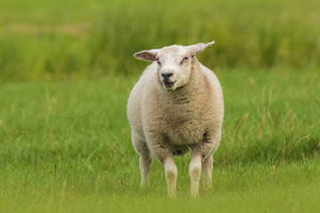 Naklejka na ściany i meble Sheep grazing and calling on farmland