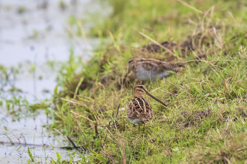 Common snipe Gallinago gallinago foraging in grassland