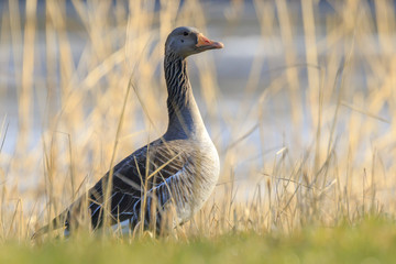 Greylag goose, Anser anser, resting in a meadow durng Springtime season