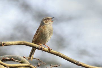 Dunnock Prunella modularis bird singing during Springtime