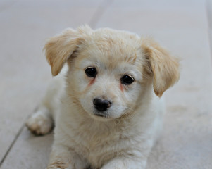 portrait of a charming little puppy