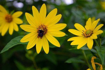 Bee on Flower