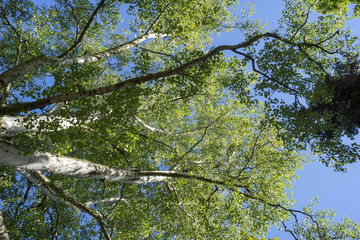 Tree above