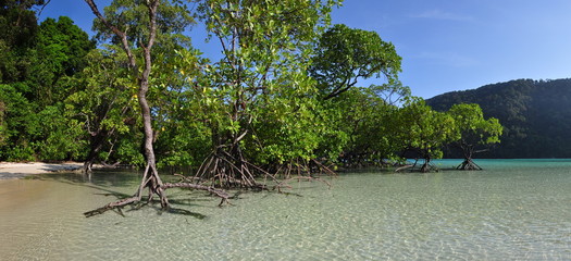 Panoramic of a Mangrove forest on Mu Ko Surin island in Thailand