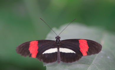 Fototapeta na wymiar papillon seul rouge blanc et noir posé en couleur en été