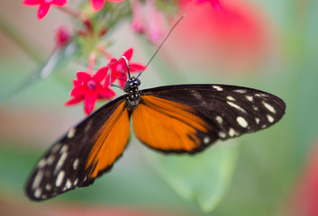 Fototapeta na wymiar papillon orange noir et blanc posé sur une fleur rose sur fonds vert