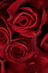 Beauriful bouquet of red roses, copy space