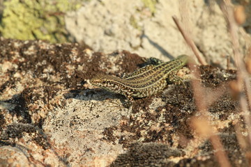 Lézard tyrrhénien