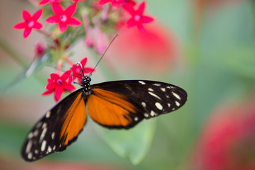 Fototapeta na wymiar papillon orange noir et blanc posé sur une fleur rose