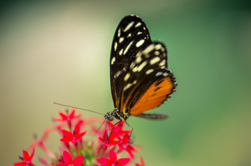papillon orange noir et blanc posé sur une fleur