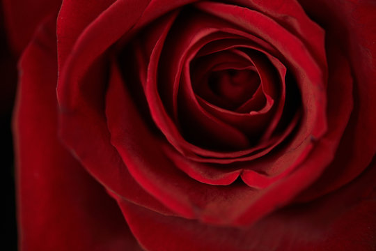 Background image of single red rose closeup, copy space
