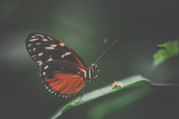 Fototapeta na wymiar papillon seul orange blanc et noir sur fonds sombre en vue horizontale dans un jardin posé sur une feuille verte