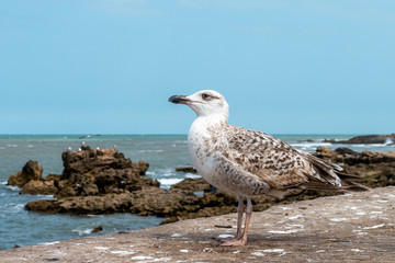 A young seagull stands facing the sea on the wall of the walls of the city of Essaouira in Morocco