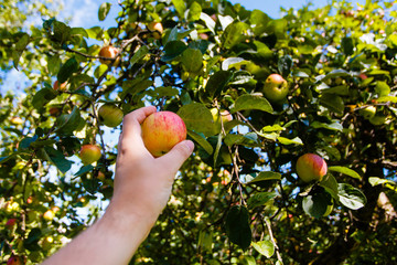 Male hand picking apple harvest in the orchard close-up