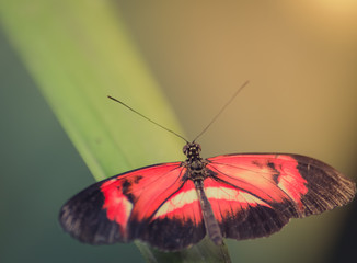 Fototapeta na wymiar papillon seul rouge blanc et noir posé en couleur en été sur fonds jaune et chaud