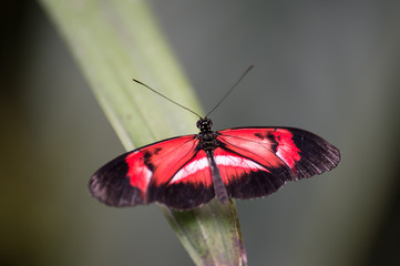 Fototapeta na wymiar papillon seul rouge blanc et noir posé en couleur en été sur fonds vert et gris