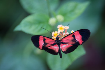 papillon seul rouge blanc et noir posé en couleur en été sur fonds vert