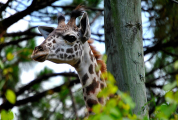 Giraffe Head Shot