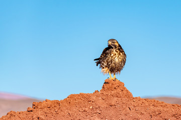 Halcon peregrino