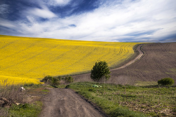 Curving road in rape field