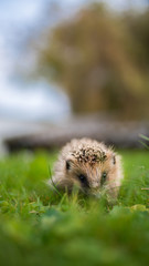 Der kleine Igel