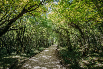 Kutaisi, Georgia. Forest Road Lane Pathway Among Greenery In State