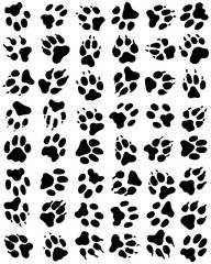 Seamless pattern of print of dogs paws on a white background