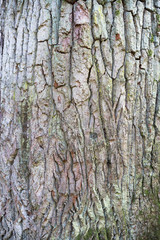 Old tree bark with green meadow as a natural background