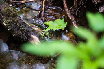 Green frog (Lithobates clamitans)
