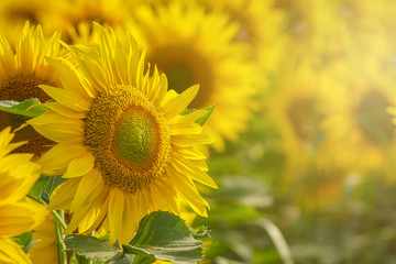 Sunflower field at sunset close up isolated