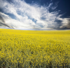 Rape field in summer