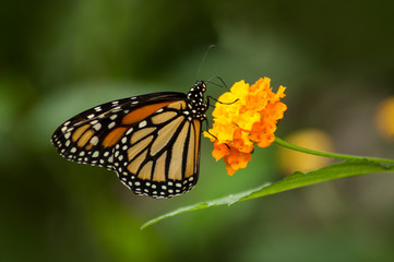 closeup of beautiful butterfly on orange lantana in a tropical green house