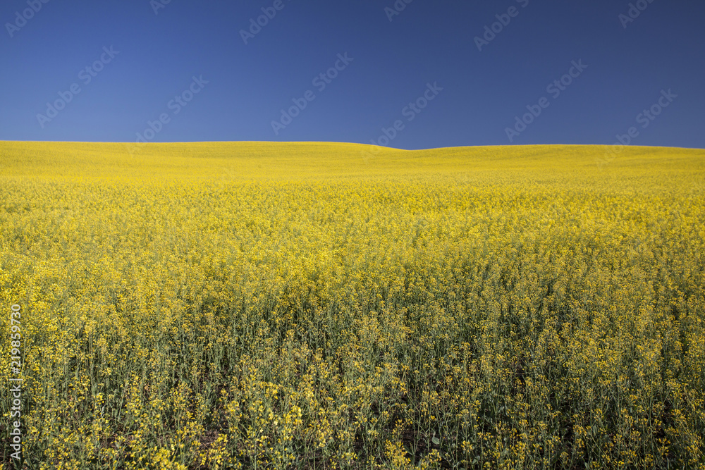 Poster rape field in summer