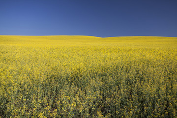 Fototapeta premium Rape field in summer