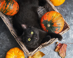 Green eyes black cat and orange pumpkins in wicker basket on gray cement background with autumn...