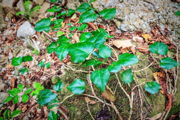 Trees with ivy in the green forest