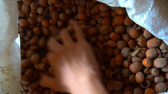 hand of a young man sorting through hazelnuts in a bag.