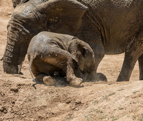 Baby Elephant