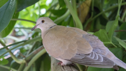 A wild white pigeon with green nature background 