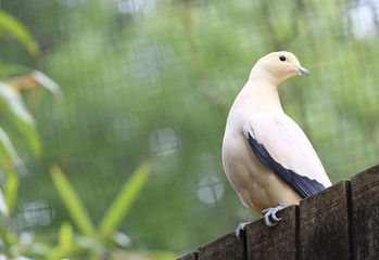 Pied Pigeon Bird 