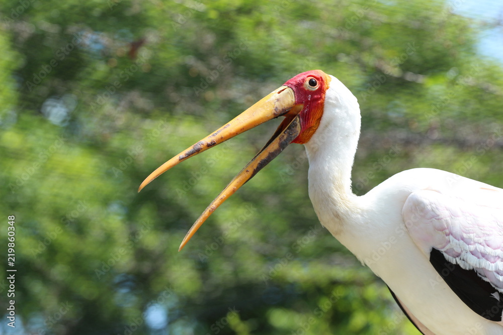 Wall mural Yellow Billed Wood Stork / Wood Ibis of Africa / Bird 