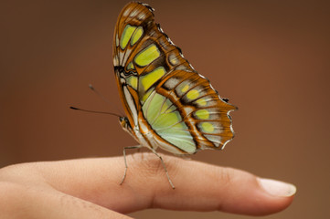 closeup of beautiful  butterfly on finger in a tropical green house