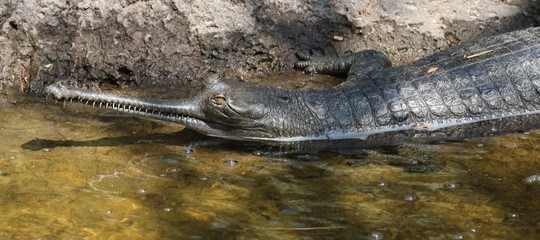 Gharial in the Water 
