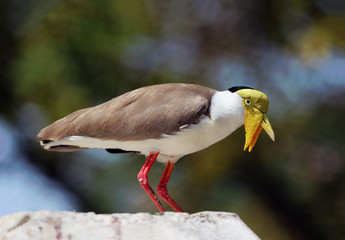 Masked lapwing / Australian  bird and wildlife