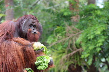 Male Orangutan Enrichment Eating Head of Lettuce 