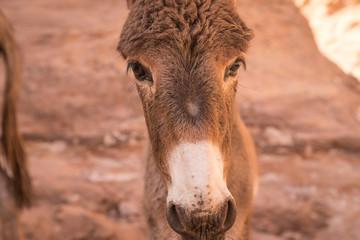 Close up view of young Donkey's head