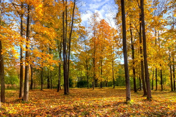 Golden fall in Alexander park, Tsarskoe Selo (Pushkin), Saint Petersburg, Russia