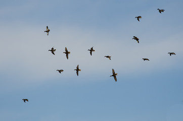 Obraz premium Flock of Mallard Ducks Flying in a Blue Sky