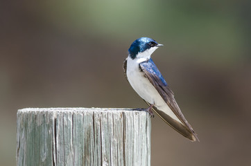 Spunky Little Tree Swallow Perched atop a Weathered Wooden Post